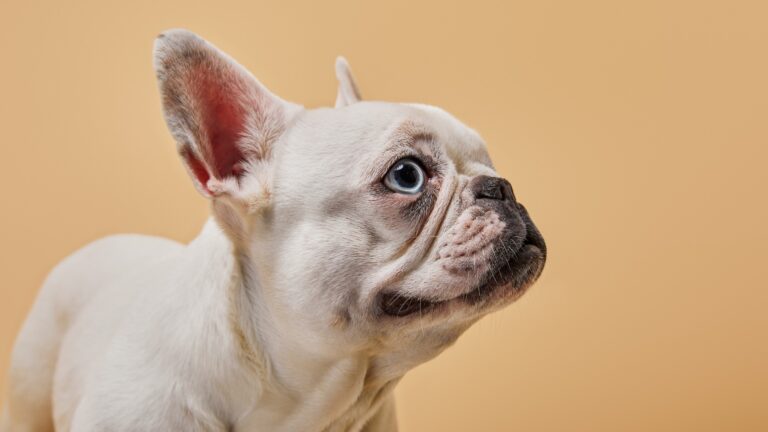 What Color French Bulldog Sheds the Least: A Comprehensive Guide
