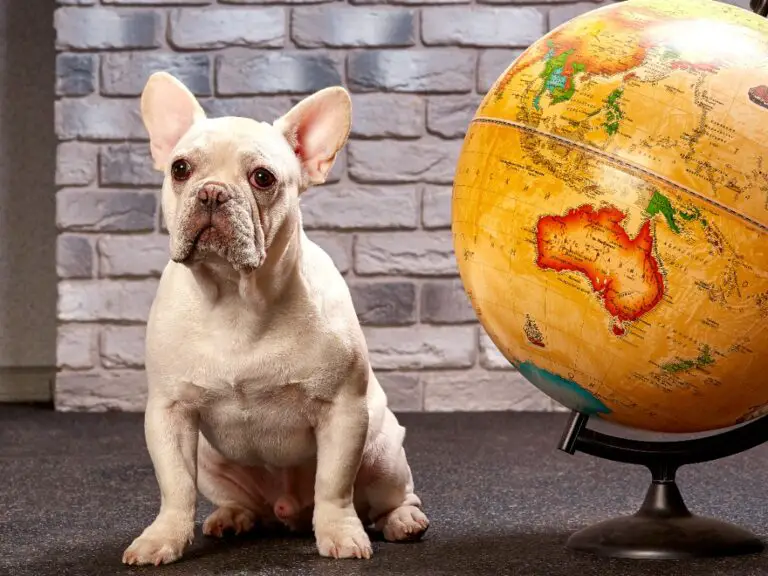 Can French Bulldogs Fly on Planes? Everything You Need to Know.