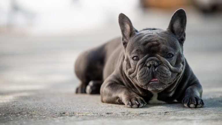 French Bulldog: A Comprehensive Guide to Breed Characteristics and Care