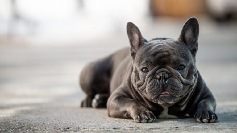 Are French Bulldogs Aggressive? Here’s What You Need to Know
