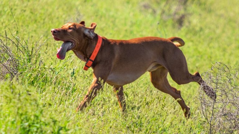 When Do Vizslas Calm Down? Tip & Tricks to Calm Them Down