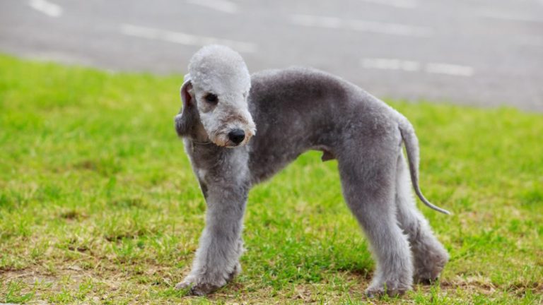 Why Do Bedlington Terriers Look Like Sheep? A Brief Explanation