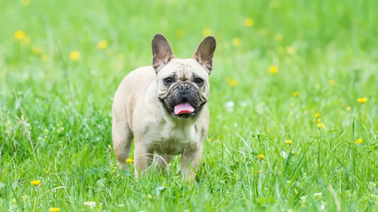 When Do French Bulldogs Stop Growing: A Comprehensive Guide