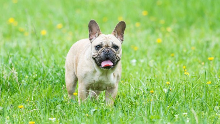 When Do French Bulldogs Stop Growing: A Comprehensive Guide