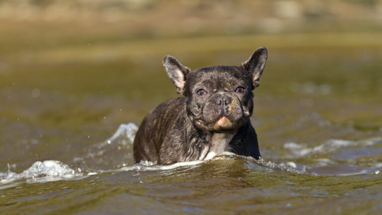 Do French Bulldogs Like Water? Everything You Need to Know