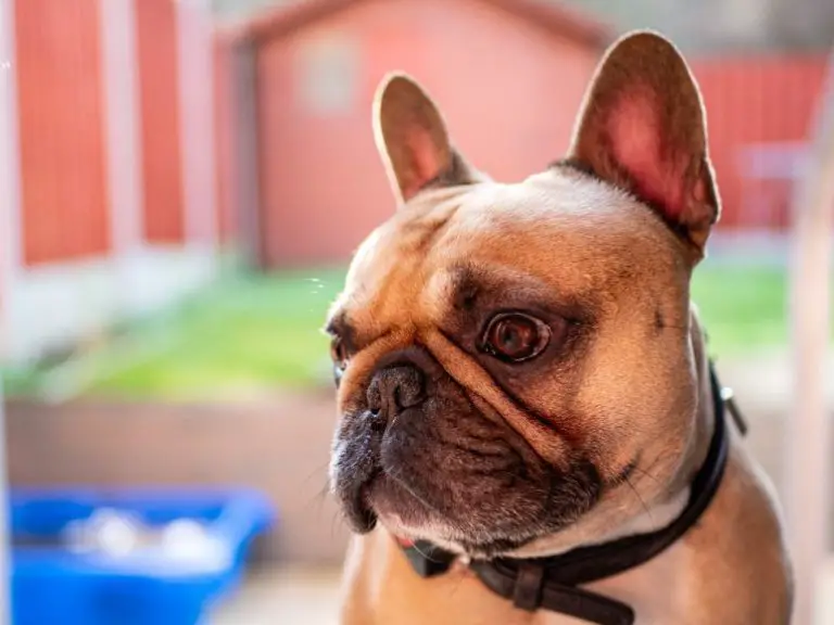 How to Clean French Bulldog Ears: A Step-by-Step Guide