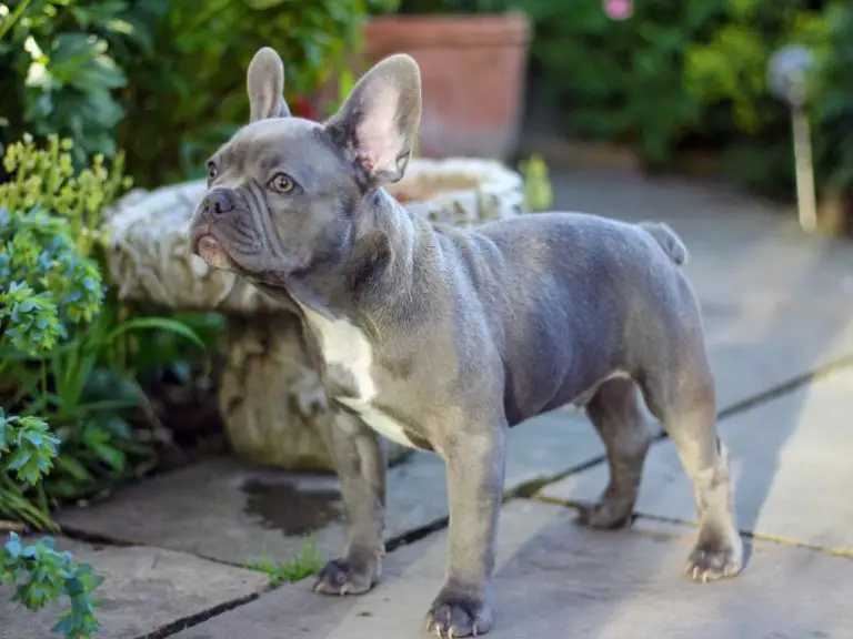 Does French Bulldogs Have Tails? A Guide to French Bulldog Tail Types