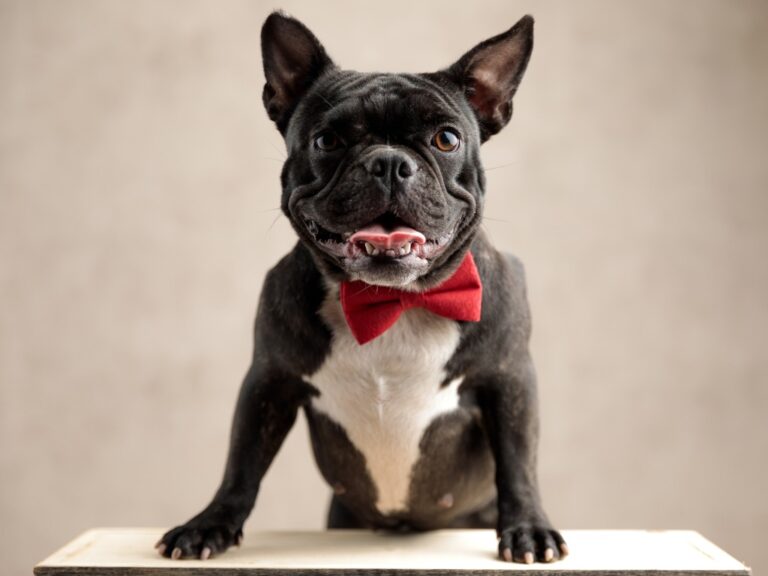 Breeding English Bulldogs with French Bulldogs: Possibilities and Limitations