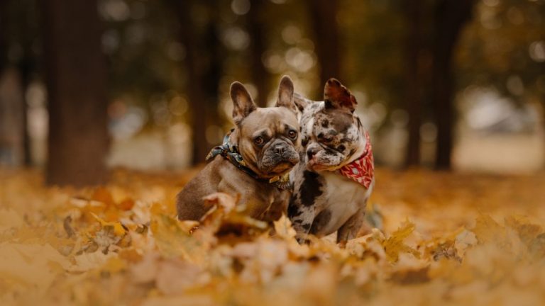Why Do French Bulldogs Rub Themselves? Explained