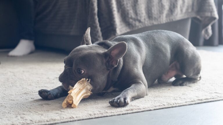 What French Bulldogs Cannot Eat: A Comprehensive Guide