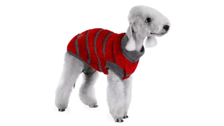 Bedlington Terriers: Origins and History