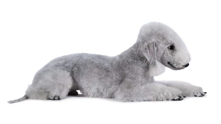 Do Bedlington Terriers Need Grooming? A Comprehensive Guide