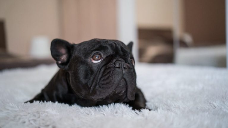 How Many Times Do French Bulldogs Poop? A Comprehensive Guide