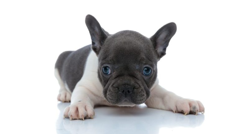 French Bulldog Diarrhea: Causes, Symptoms, and Treatment