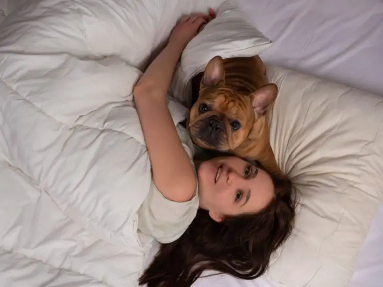 Letting Your French Bulldog Sleep with You: Pros and Cons