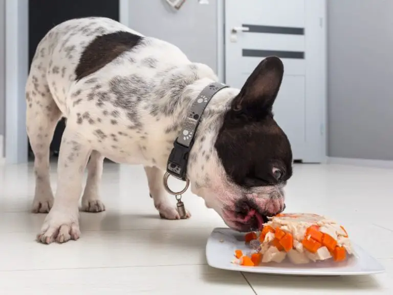 Can French Bulldogs Eat Tuna? A Comprehensive Guide