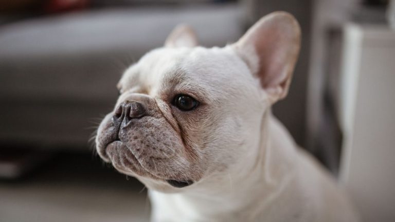 How to Clean French Bulldog Wrinkles: A Step-by-Step Guide