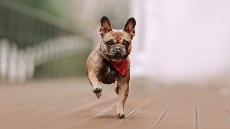 Why Do French Bulldogs Snort: The Science Behind the Adorable Sound