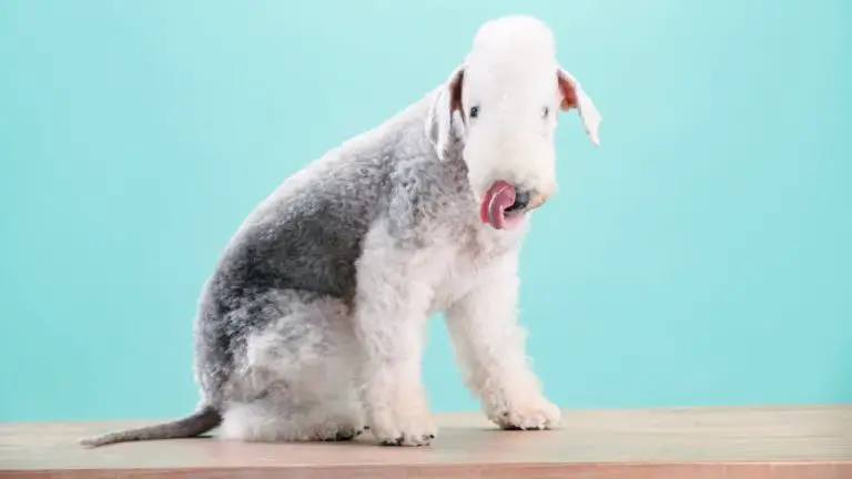 Mini Bedlington Terrier: The Perfect Small Dog Breed for Apartment Living