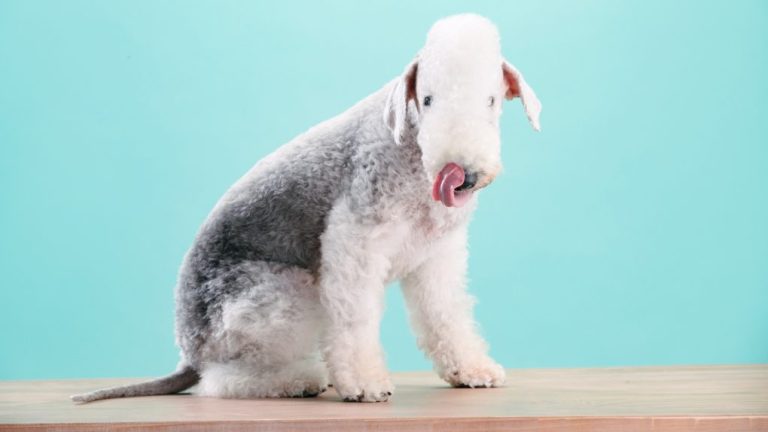 Can Bedlington Terriers Be Left Alone? Expert Insights