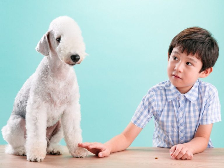 When Do Bedlington Terriers Stop Growing: A Comprehensive Guide