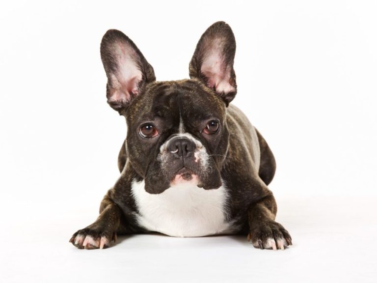 How to Stop Your French Bulldog from Eating Poop