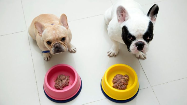 How Many Times Should French Bulldogs Eat: A Comprehensive Guide