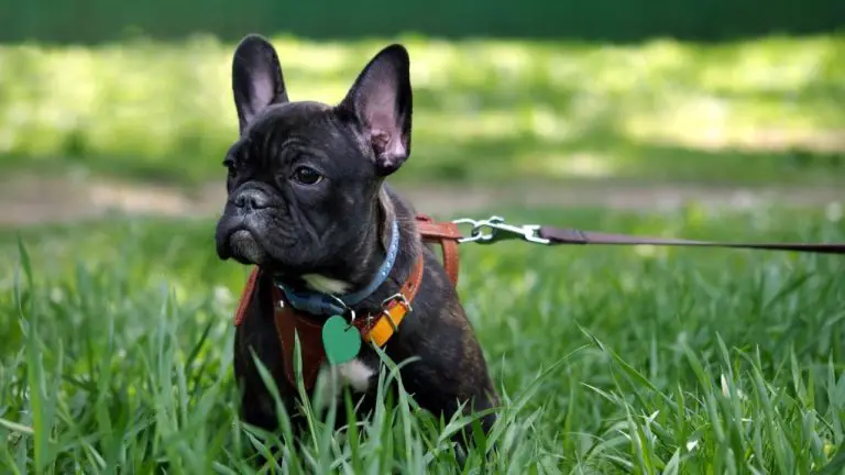 Training French Bulldogs to Walk on Leash: Tips and Tricks