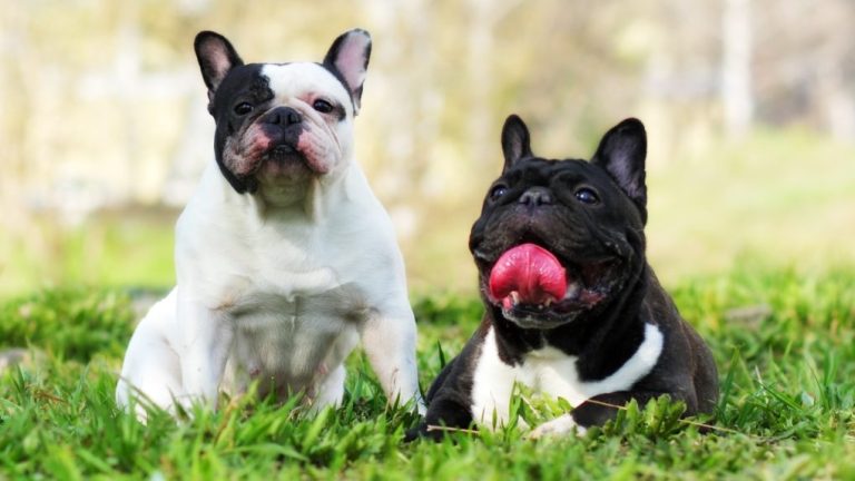 French Bulldog Male vs Female: Key Differences to Consider