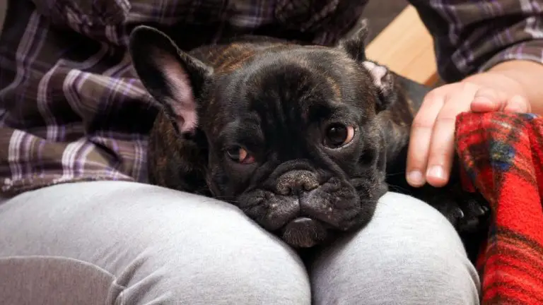 Why French Bulldogs Have Red Eyes: Understanding the Genetics Behind the Phenomenon