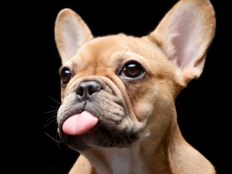 How to Keep Your French Bulldog’s Nose Moist: Tips and Tricks