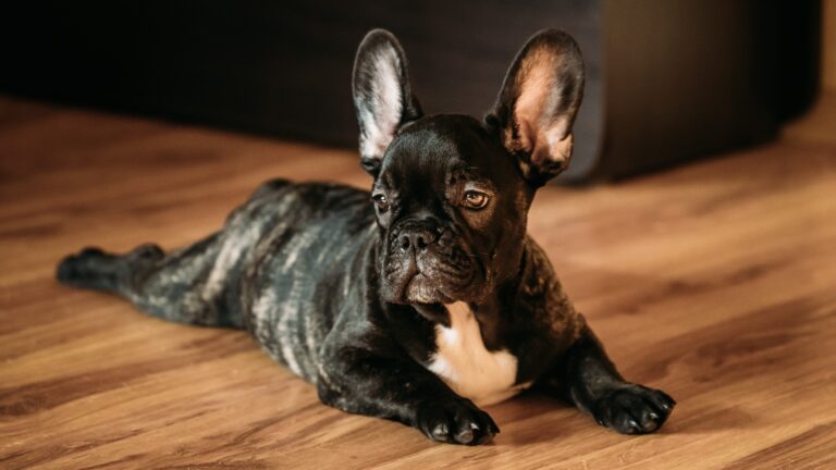 Why French Bulldogs Cannot Give Birth Naturally: Understanding the Reasons