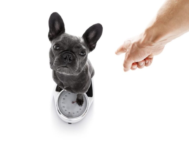 How Much Do French Bulldogs Weigh? A Comprehensive Guide to French Bulldog Weight