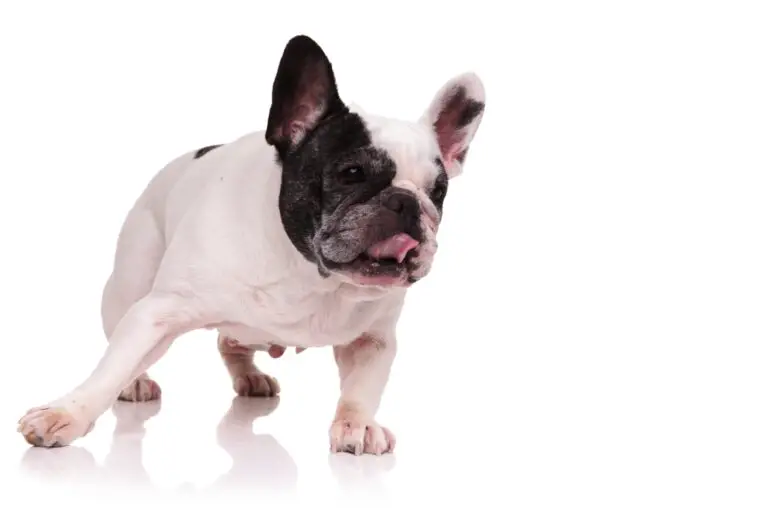 Can French Bulldogs Eat Dragon Fruit? A Comprehensive Guide