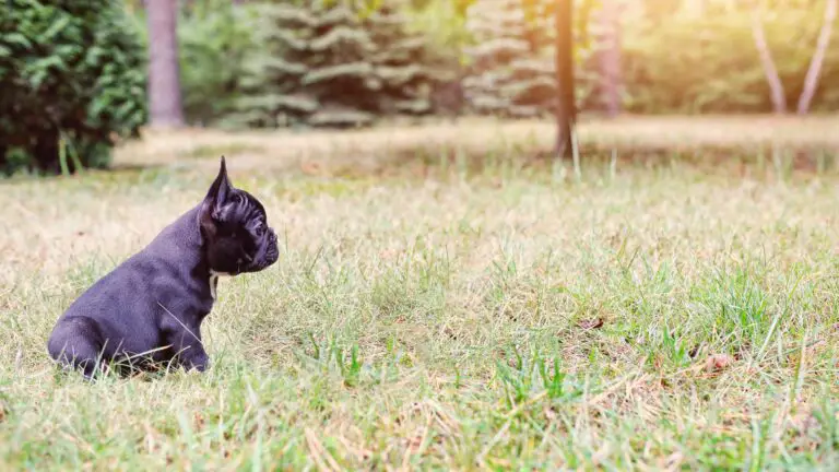 How to Train a French Bulldog to Potty Outside: Tips and Tricks