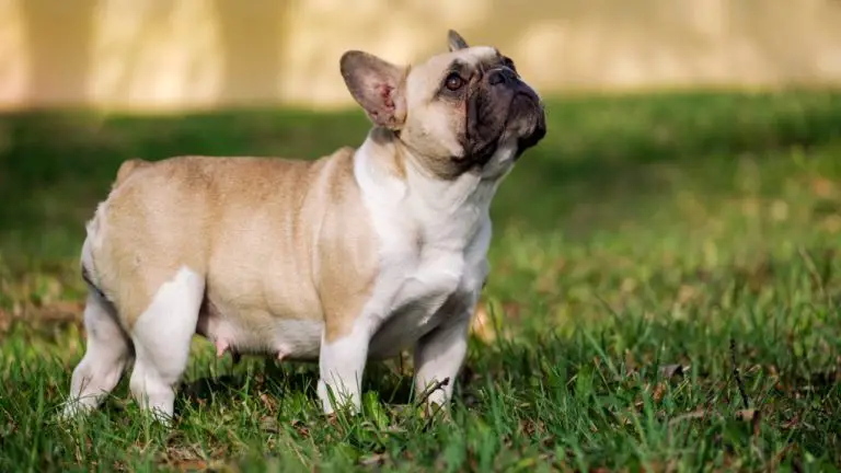 French Bulldog Pregnancy: What to Expect and How to Care for Your Pregnant Frenchie