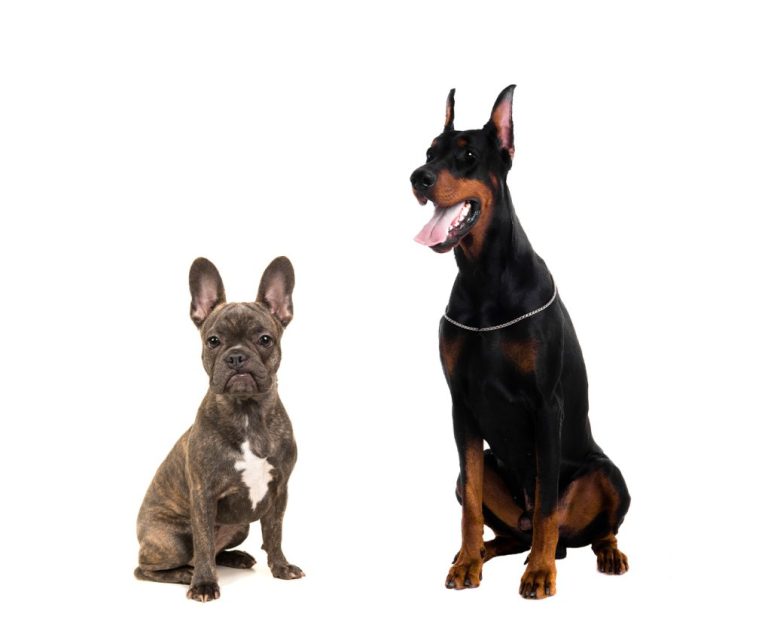 French Bulldog vs Doberman: A Comparison of Size, Temperament, and Exercise Needs