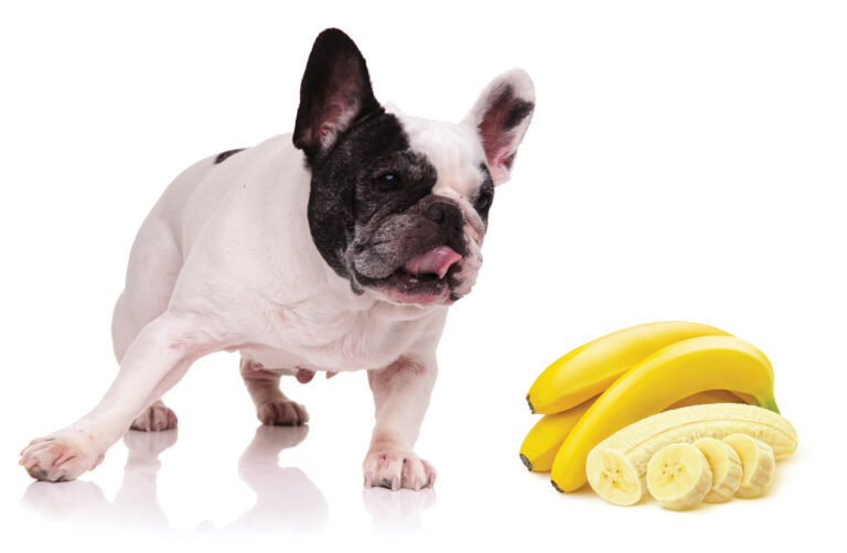 Can French Bulldogs Eat Banana: A Guide to Safe and Healthy Snacking