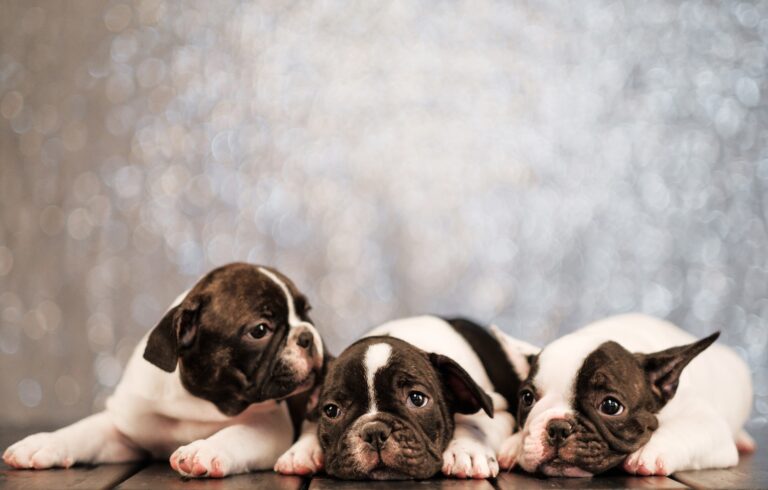 Can French Bulldogs Breed Naturally? Exploring the Reproductive Capabilities of the Popular Breed