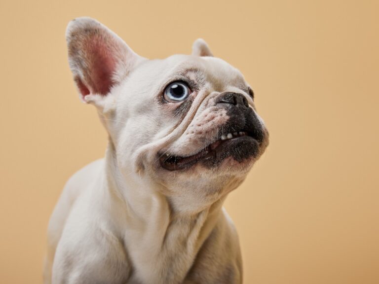 What Causes Blue Eyes in French Bulldogs: Explained
