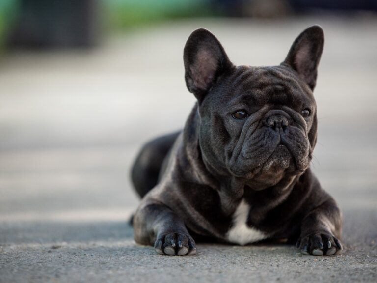 Can French Bulldogs Be Dangerous? A Look at Their Temperament and Behavior