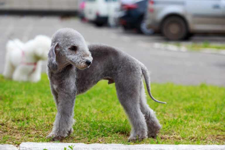 Black Bedlington Terrier: Characteristics and Care Tips