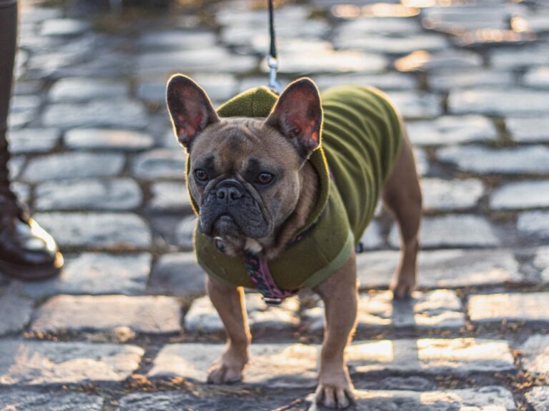 Can French Bulldogs Climb Mountains? Exploring the Physical Capabilities of the Popular Breed