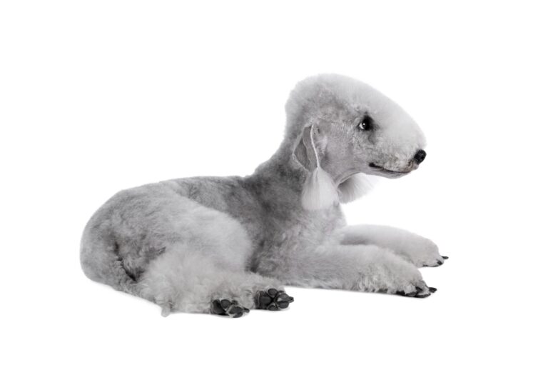 How Long Do Bedlington Terriers Live: A Comprehensive Guide to Their Lifespan