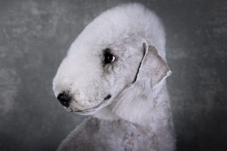 Ungroomed Bedlington Terrier: Risks and Solutions