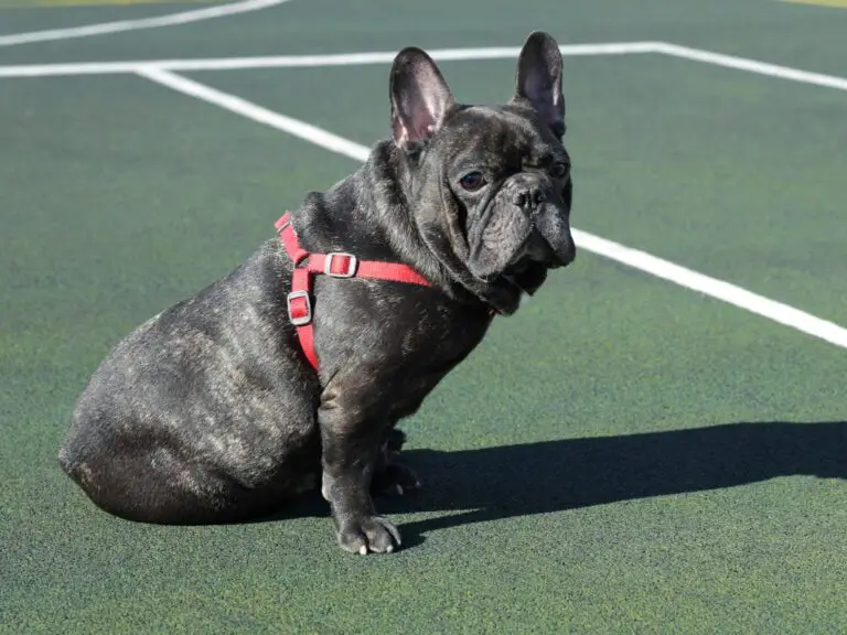 Are French Bulldogs High Maintenance? A Comprehensive Guide