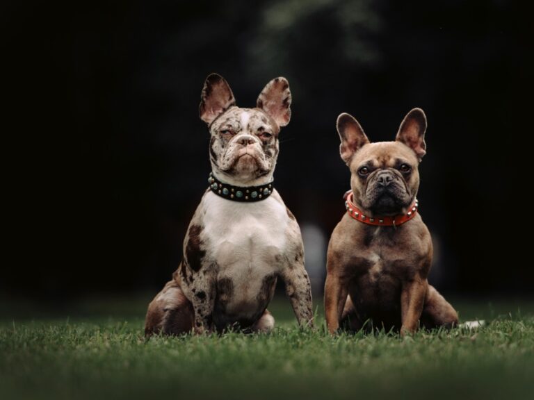 Can French Bulldogs Wear Collars? A Comprehensive Guide.