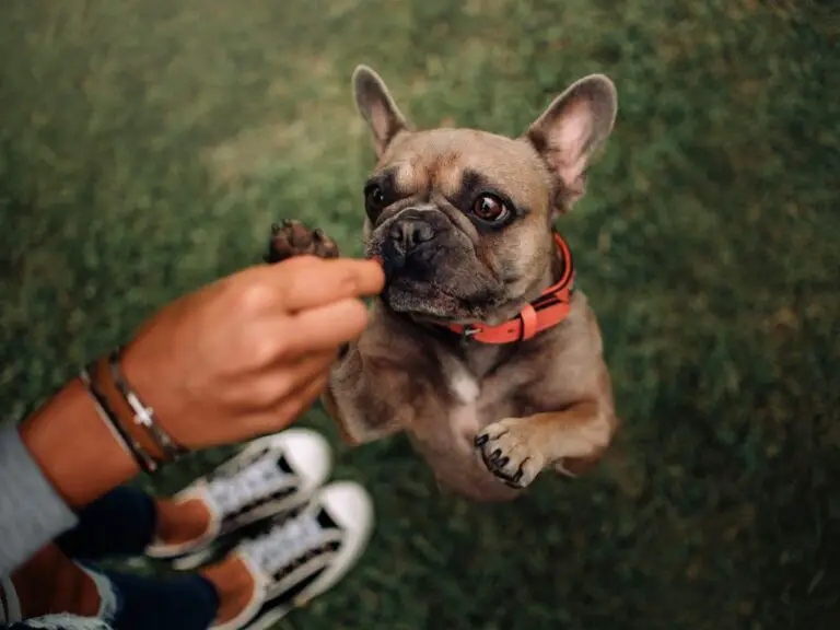 Why Is My French Bulldog Losing Weight: Common Causes and Solutions