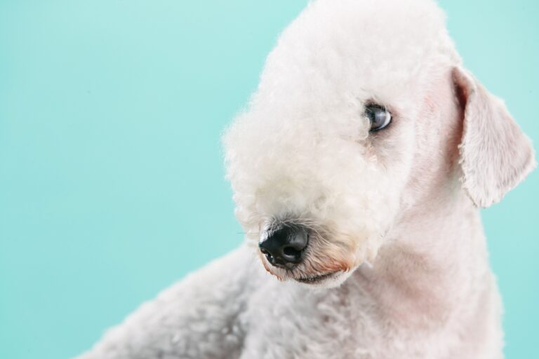 Are Bedlington Terriers Good Pets: Pros and Cons to Consider