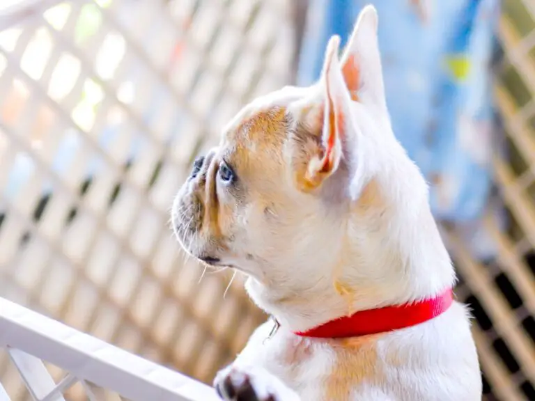 What to Look for When Buying a French Bulldog: Expert Tips and Advice